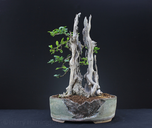 Privet Bonsai Carving 3 Trunks Into 1